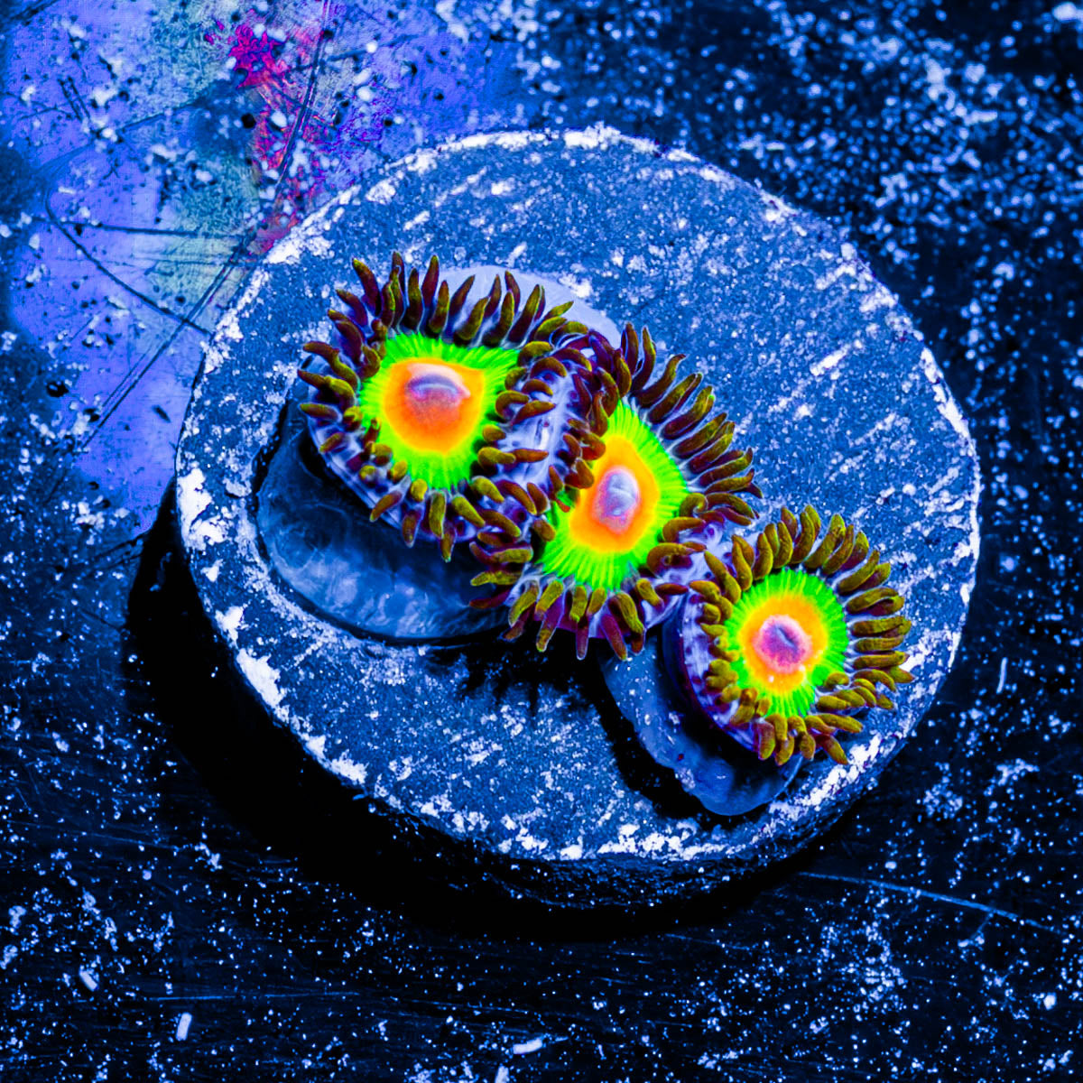 Rasta Zoanthid 