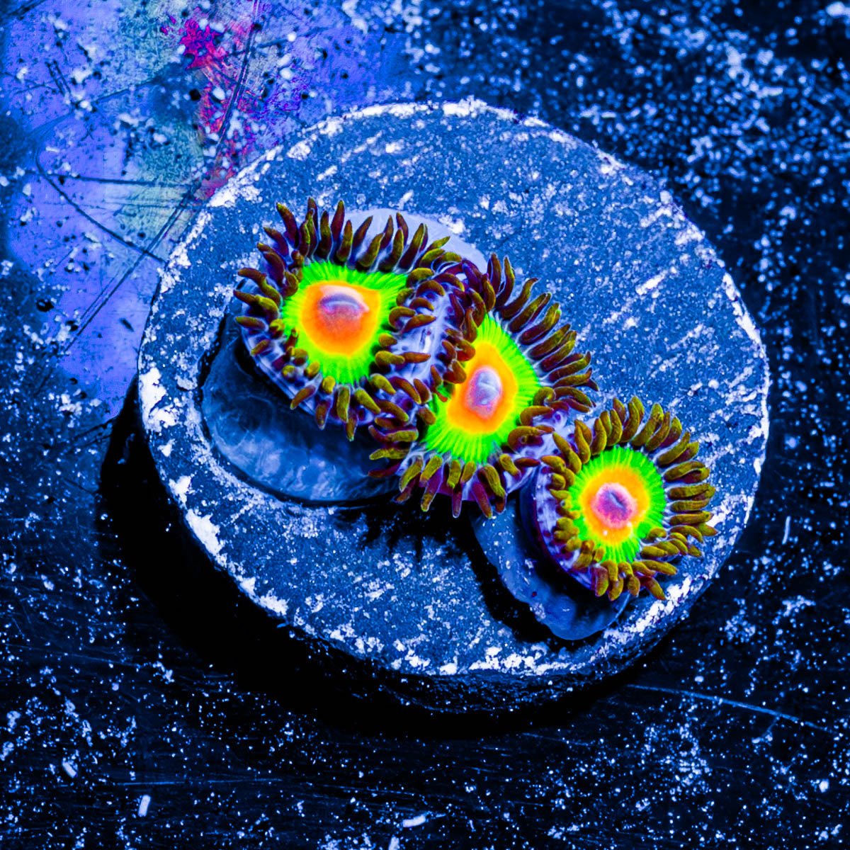 Rasta Zoanthid - riptide aquaculture llc