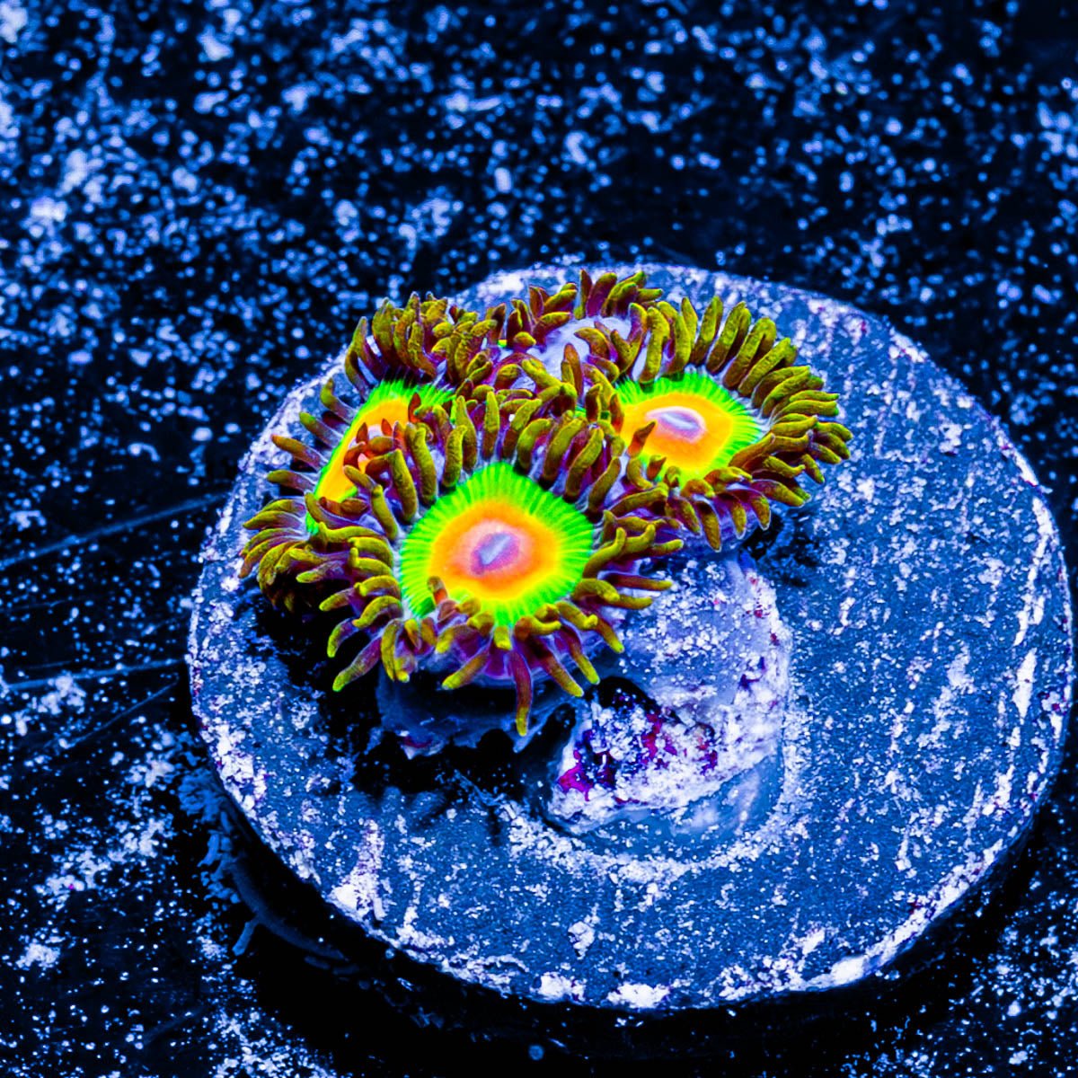 Rasta Zoanthid - riptide aquaculture llc