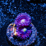 Bombshell Zoanthid 