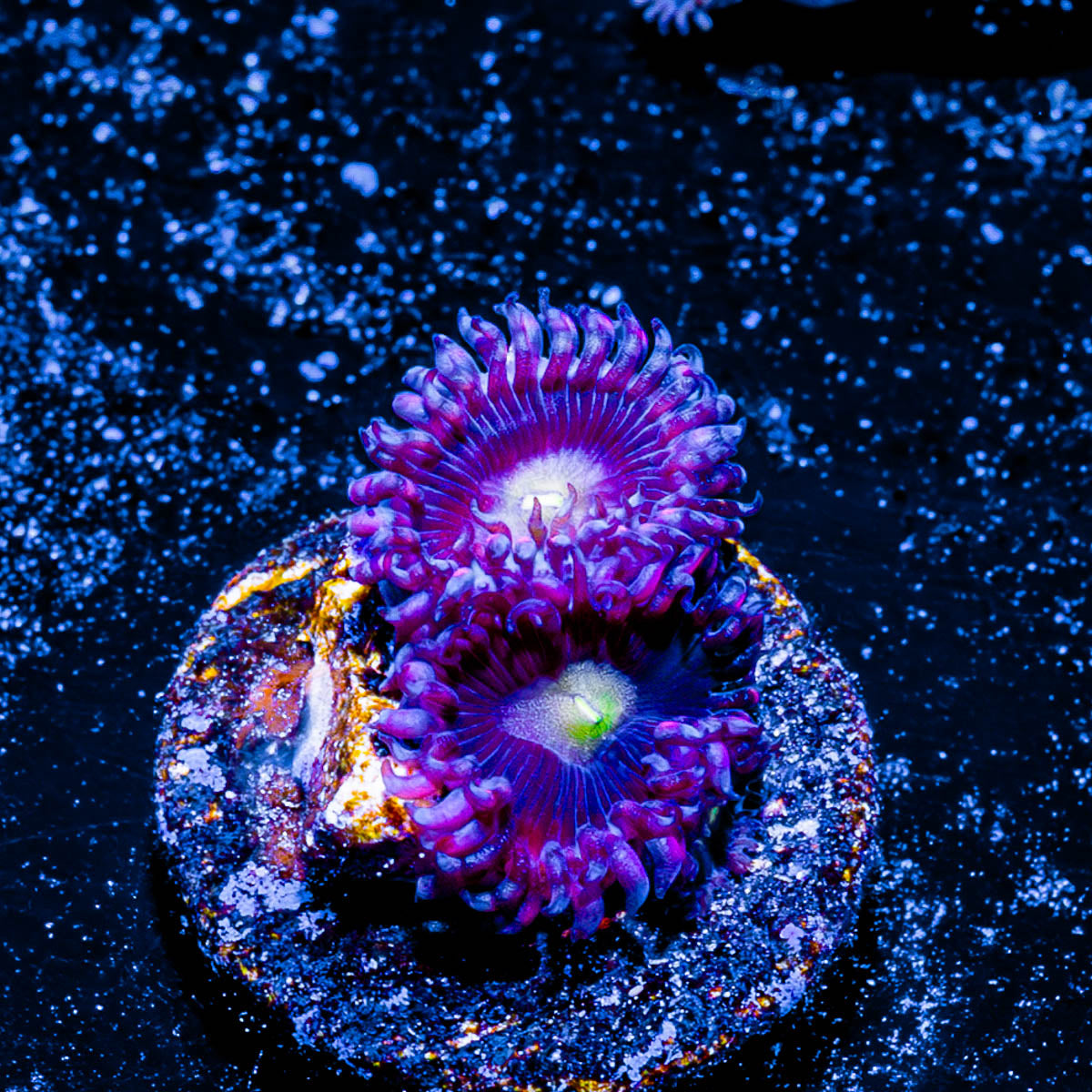 Bombshell Zoanthid 