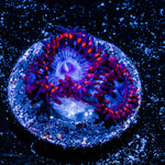 Rasta Zoanthid 