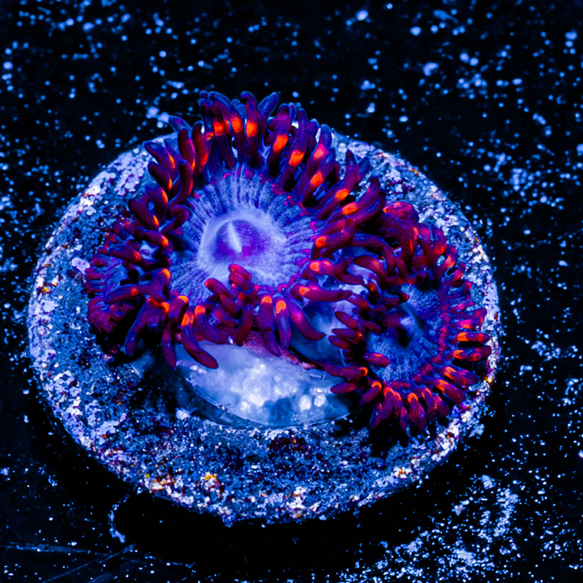 Rasta Zoanthid 