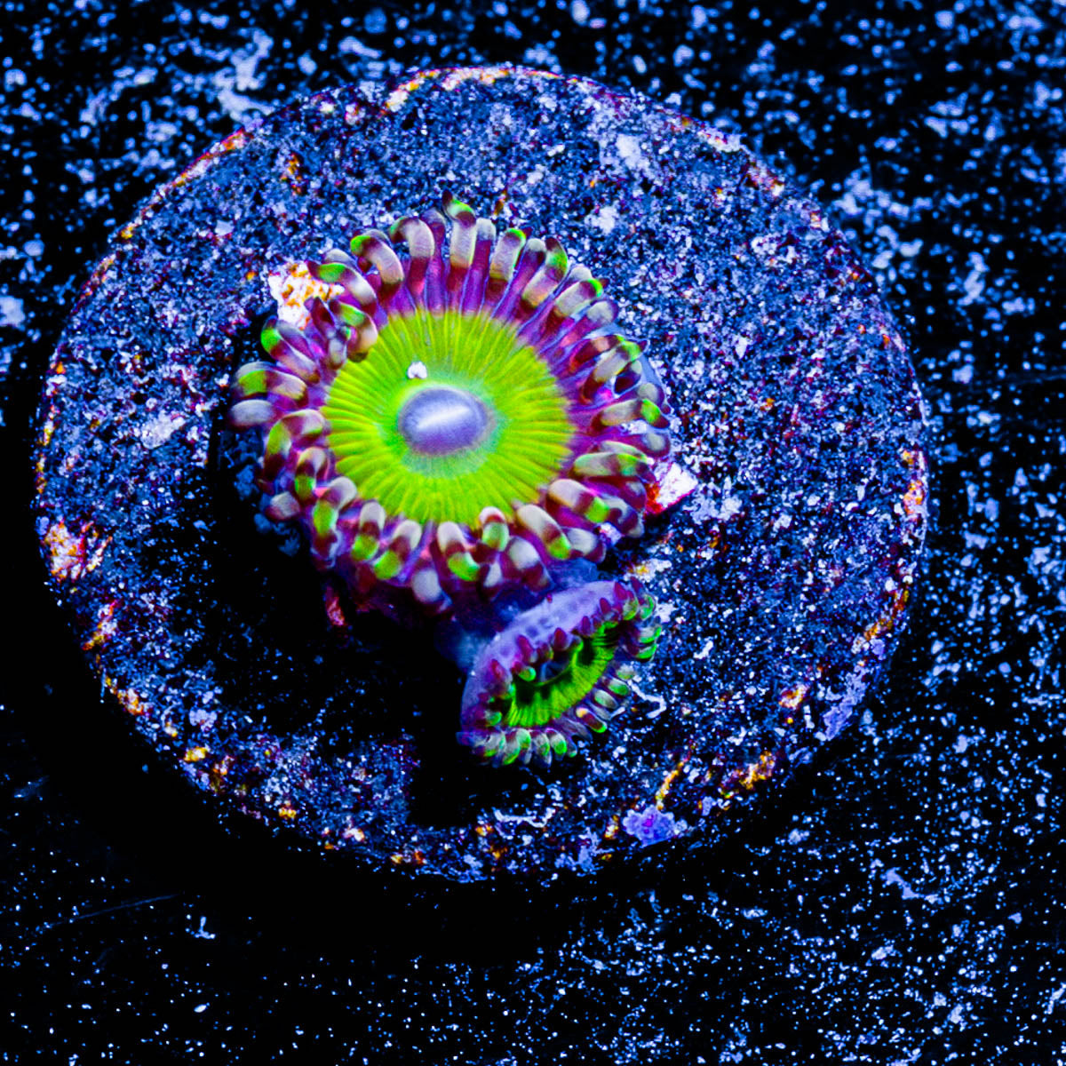 Candy Apple Green Zoanthid 