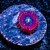 Magicians Zoanthid 