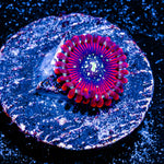 Magicians Zoanthid 