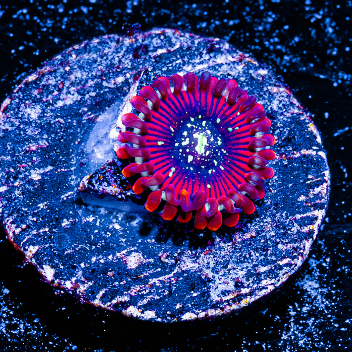 Magicians Zoanthid 