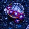 Stitch Zoanthid 