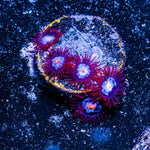 Stitch Zoanthid 
