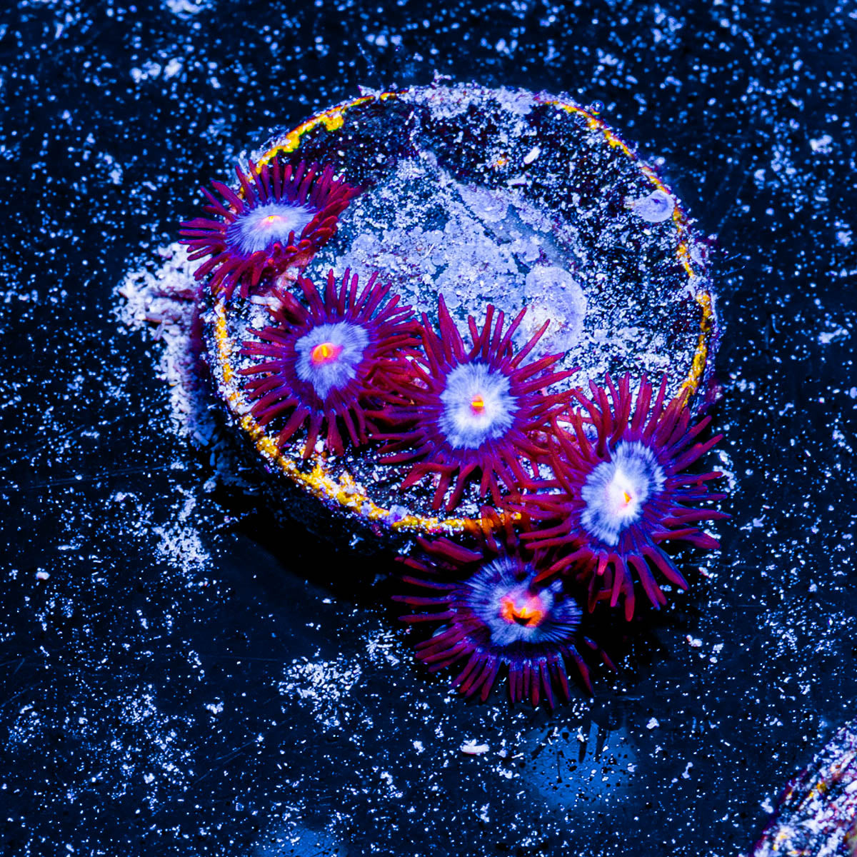 Stitch Zoanthid 