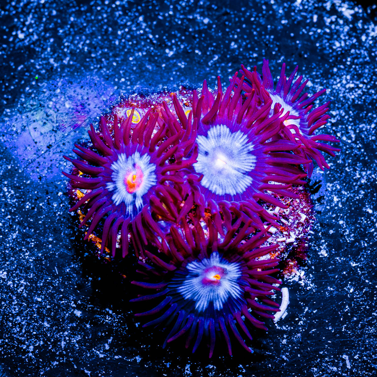 Stitch Zoanthid 