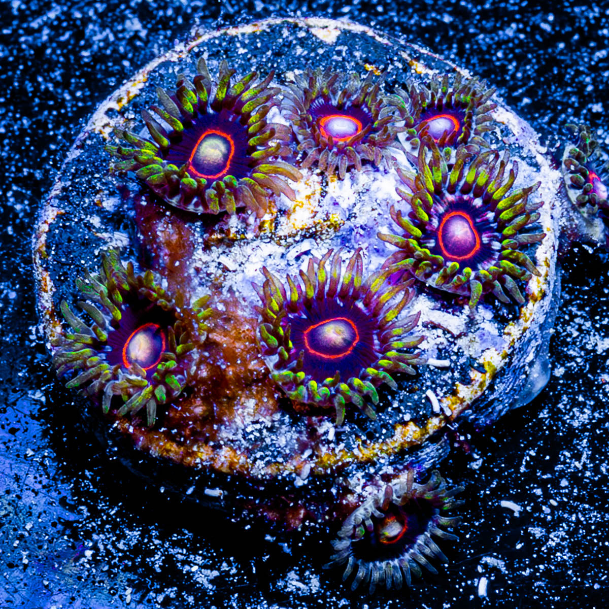 Jawbreaker Hornets Zoanthid 