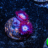 Stitch Zoanthid 