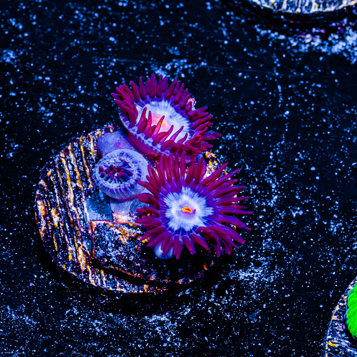Stitch Zoanthid 