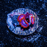 Twizzler Zoanthid 