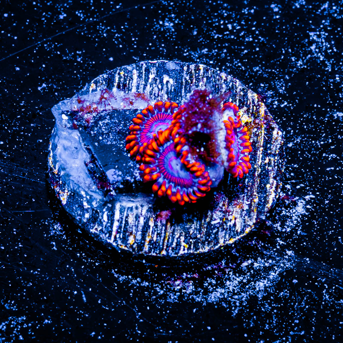Twizzler Zoanthid 