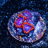 Twizzler Zoanthid 