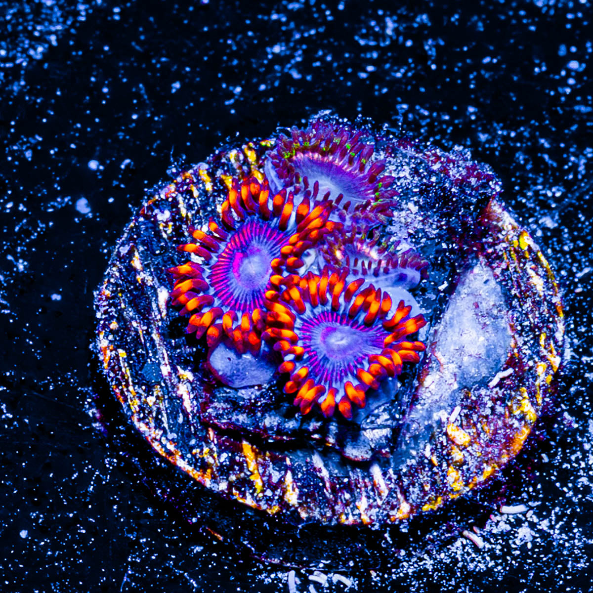 Twizzler Zoanthid 