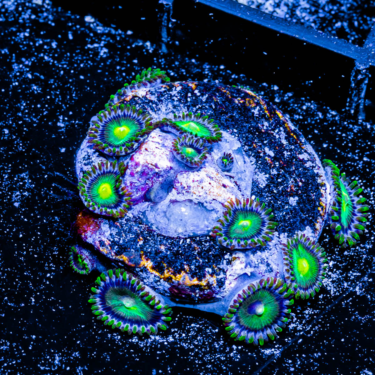 Green Bay Packers Zoanthid 