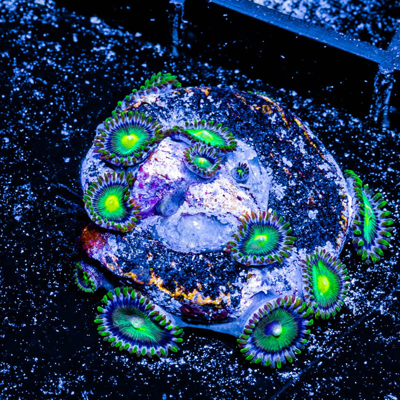 Green Bay Packers Zoanthid