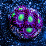 Lazer Beams Zoanthid 