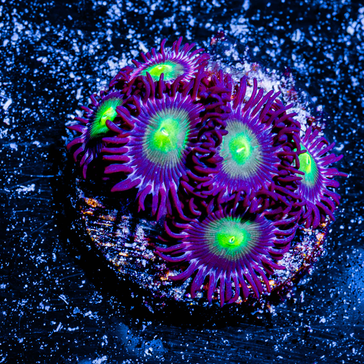 Lazer Beams Zoanthid 
