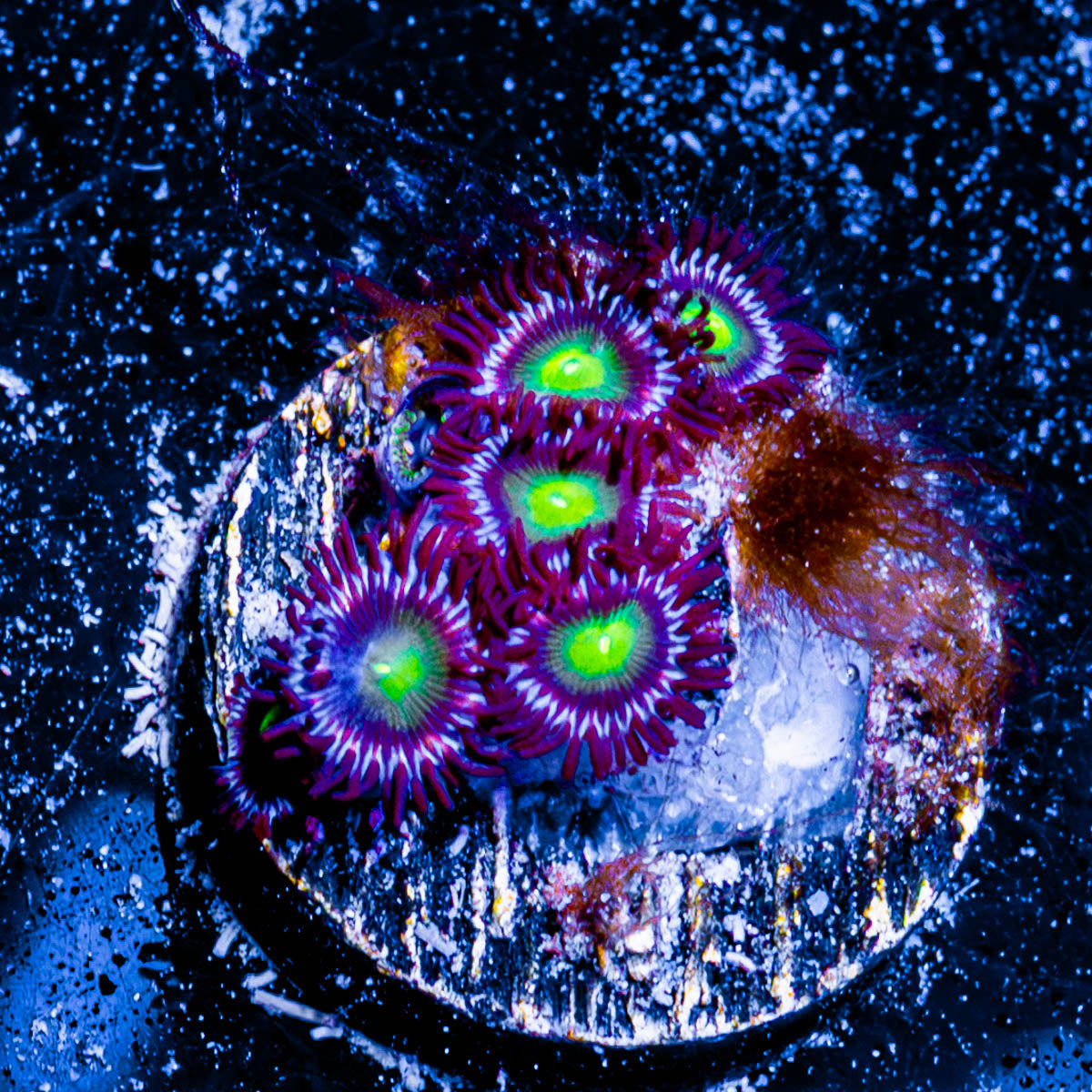 Lazer Beams Zoanthid 