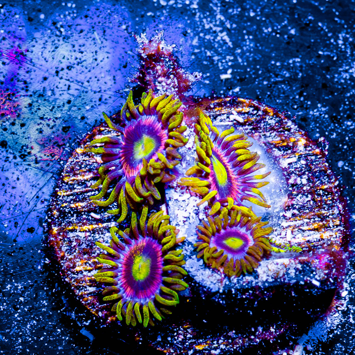 Kamikaze Zoanthid 