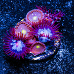 Stitch Zoanthid 