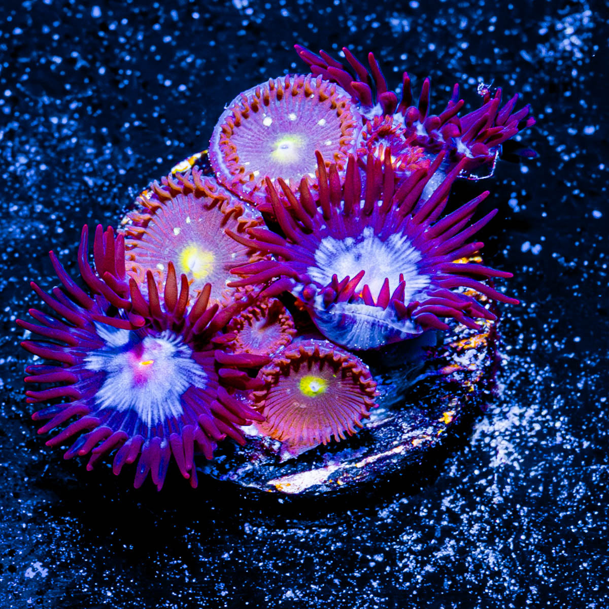 Stitch Zoanthid 