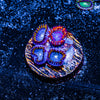 Twizzler and Blue Hornet Zoanthid 