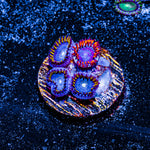 Twizzler and Blue Hornet Zoanthid 