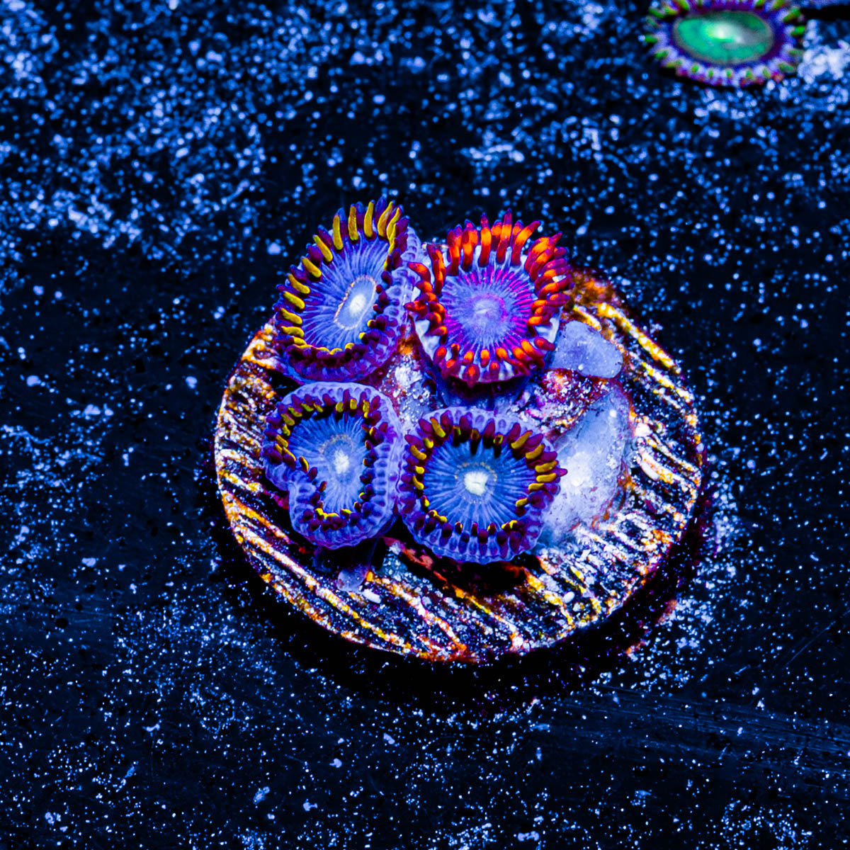 Twizzler and Blue Hornet Zoanthid 