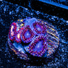 Firecracker Zoanthid 