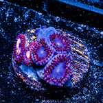 Firecracker Zoanthid 