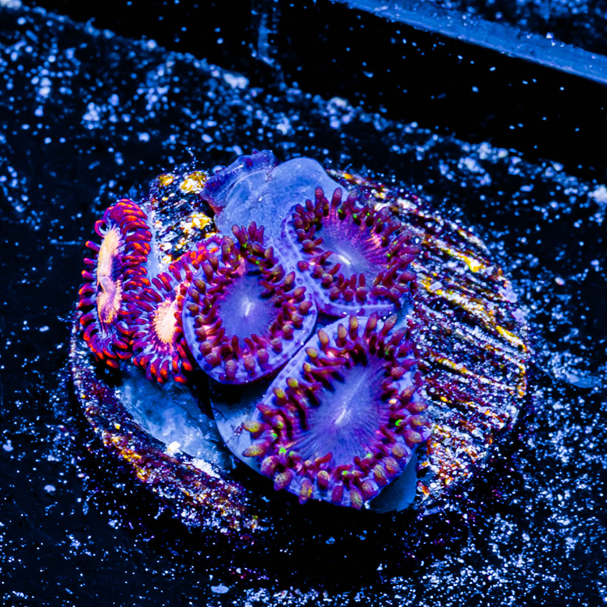 Firecracker Zoanthid 