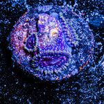 Space Jam Zoanthid 