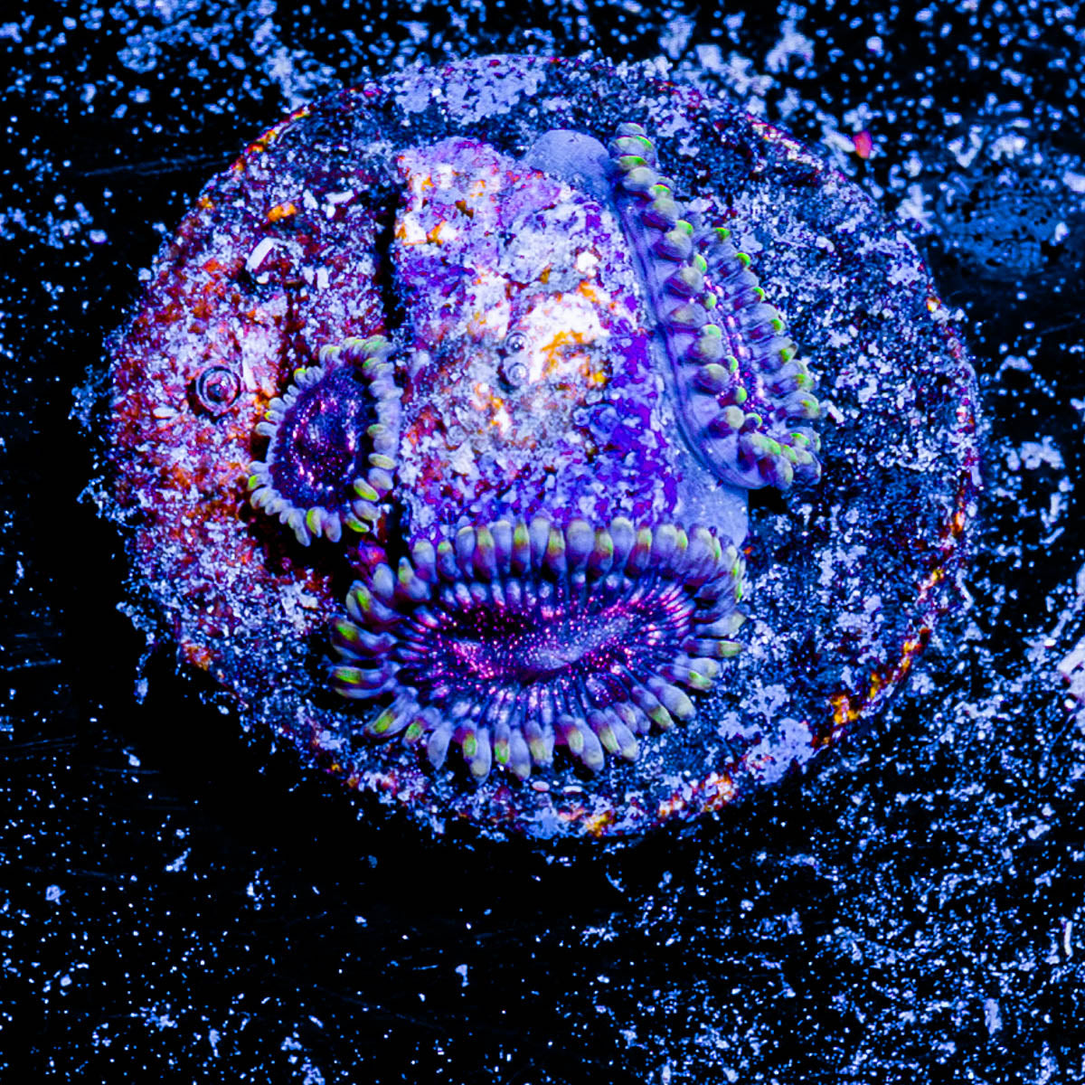Space Jam Zoanthid 