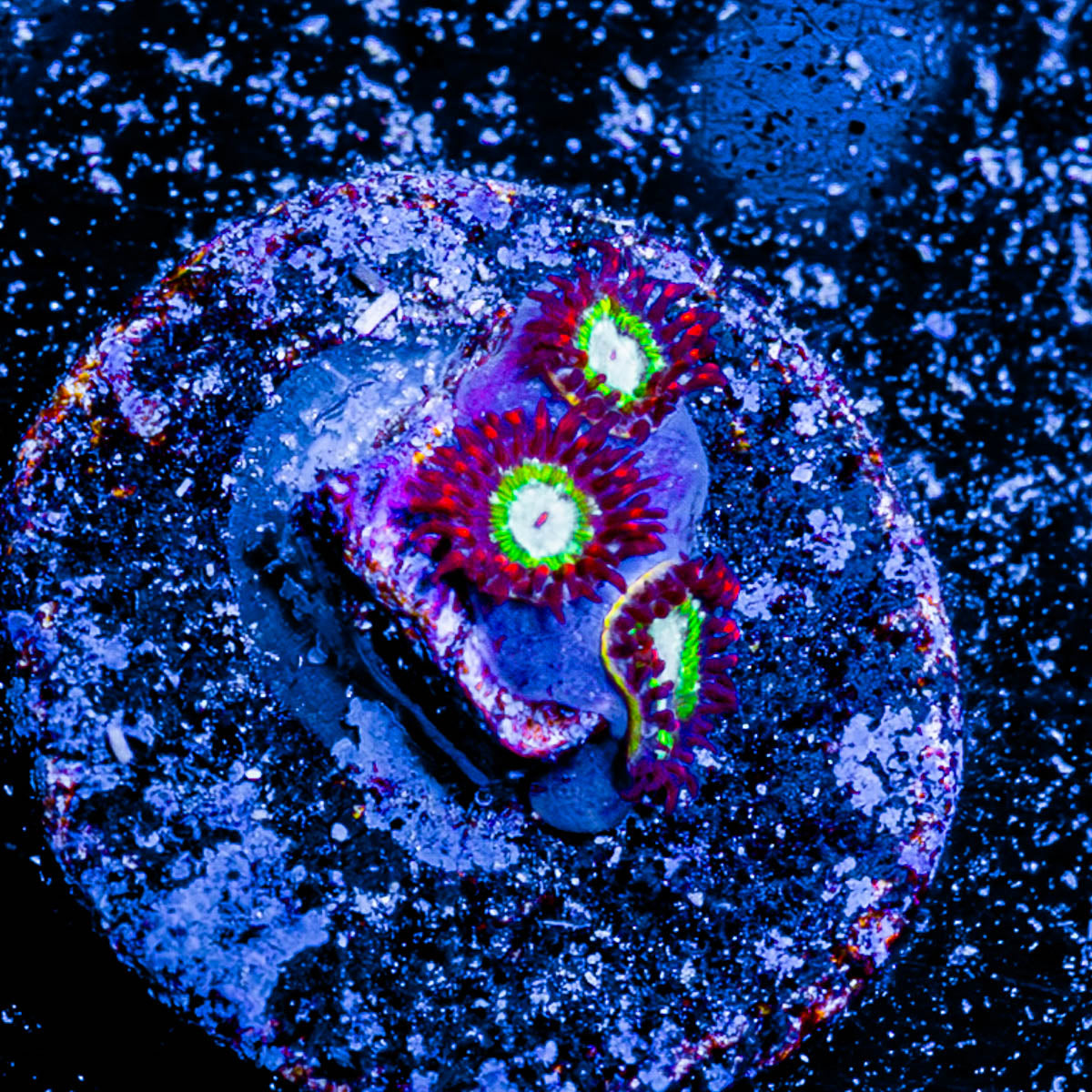 Valyrian Steel Zoanthid 