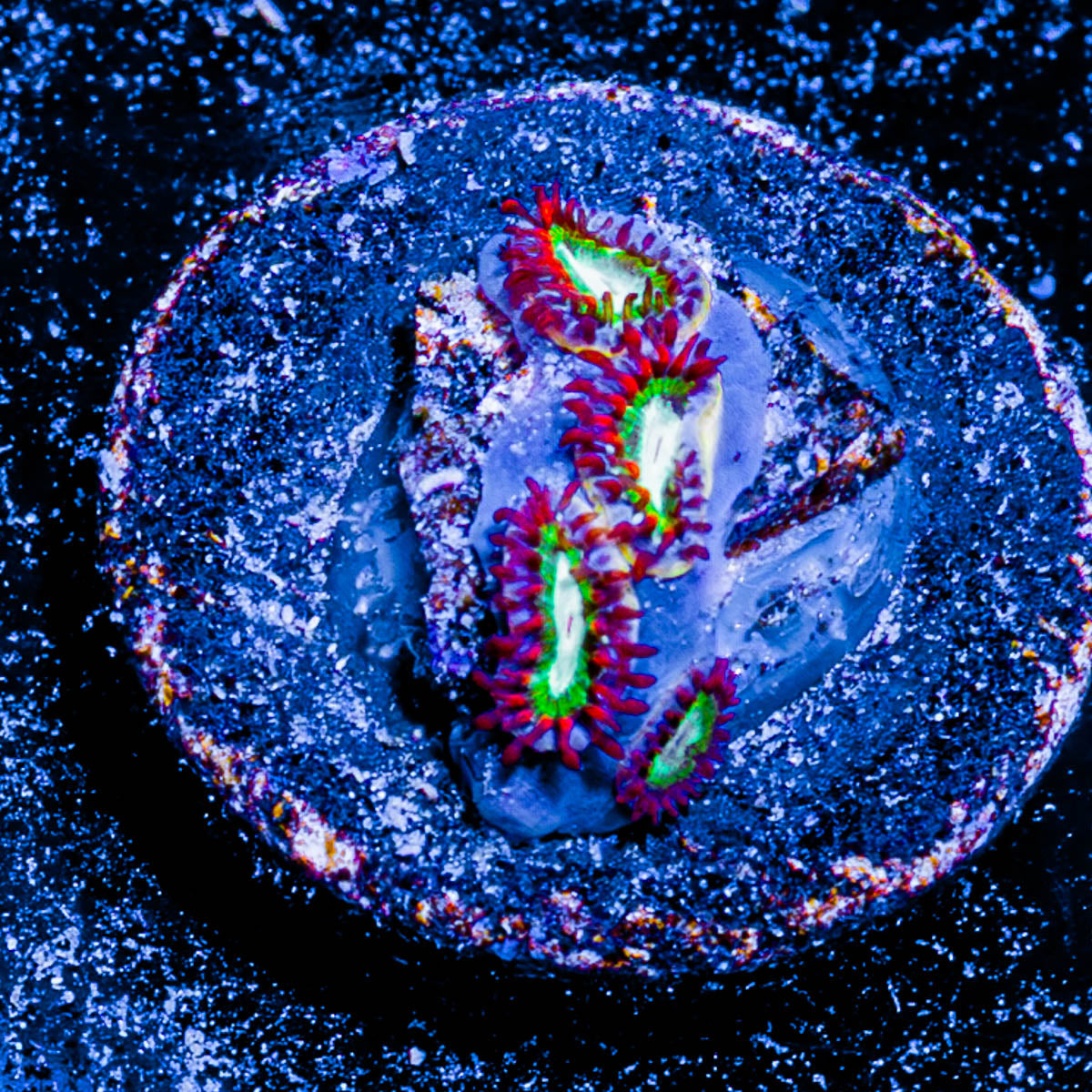 Valyrian Steel Zoanthid 