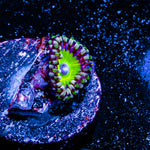 Candy Apple Green Zoanthid 