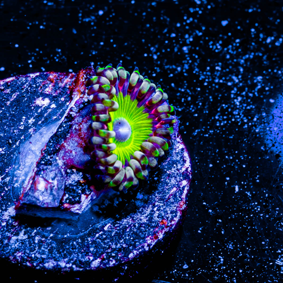Candy Apple Green Zoanthid 