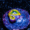 Rainbow Yoda's Zoanthid 