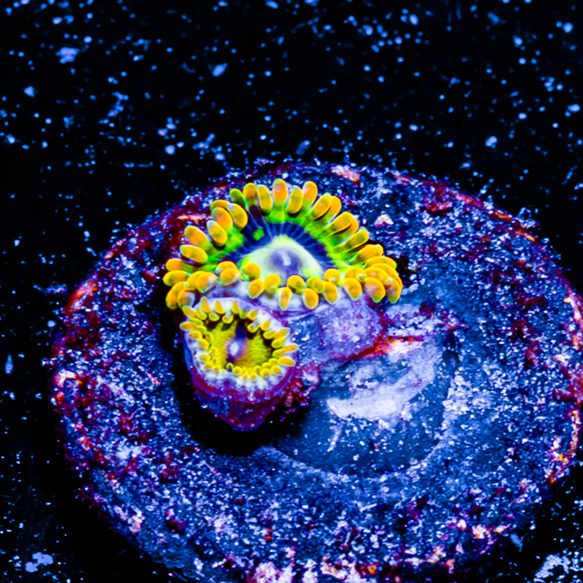Rainbow Yoda's Zoanthid 