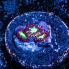 Valyrian Steel Zoanthid 