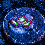 Valyrian Steel Zoanthid 
