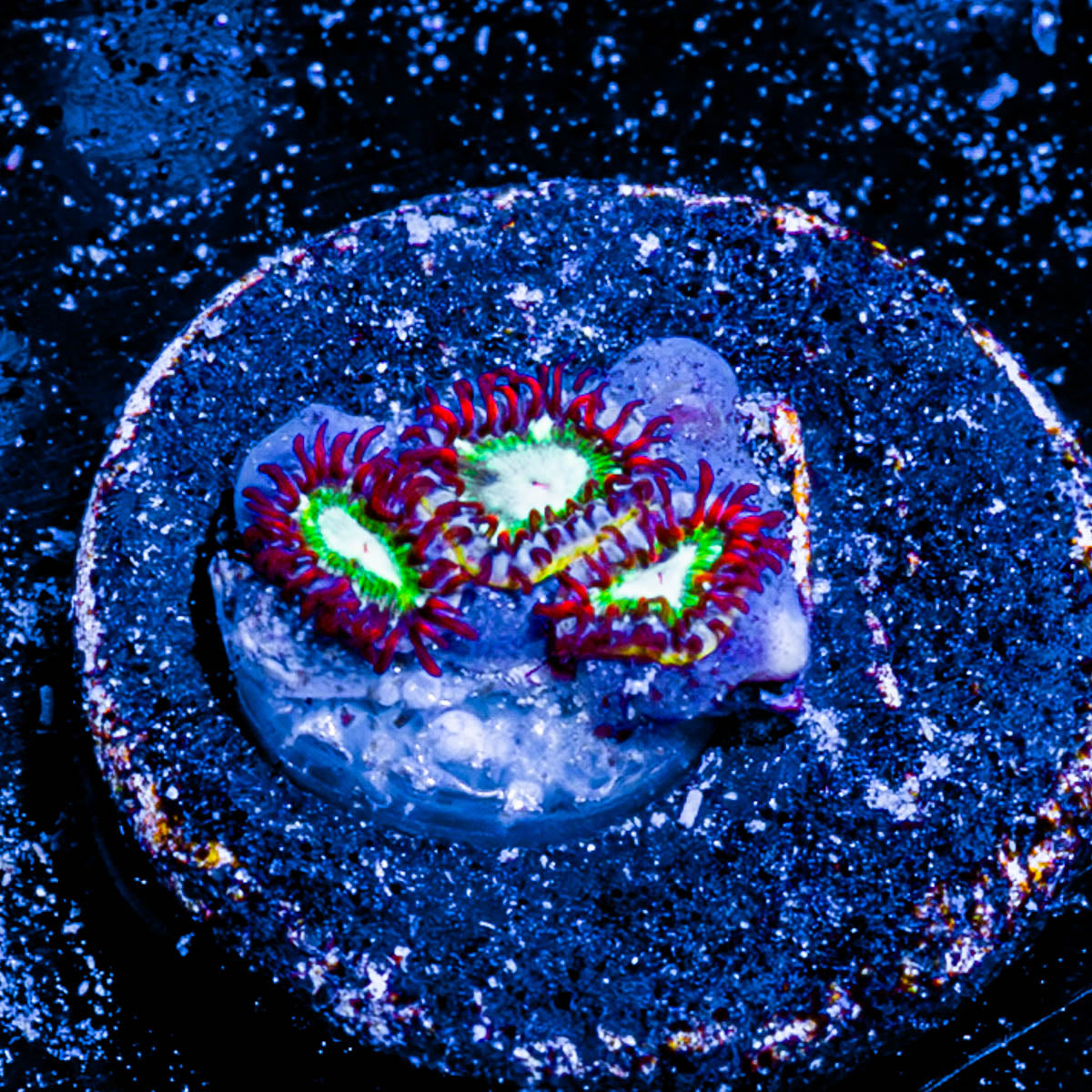 Valyrian Steel Zoanthid 