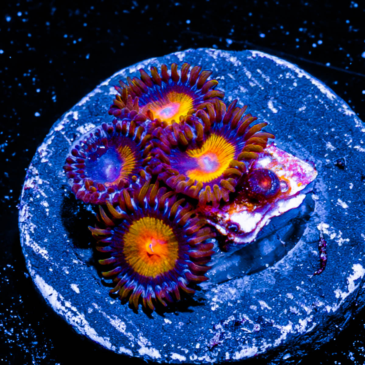 Tuitte Fruit Zoanthid 