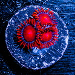 Bam Bam Zoanthid 