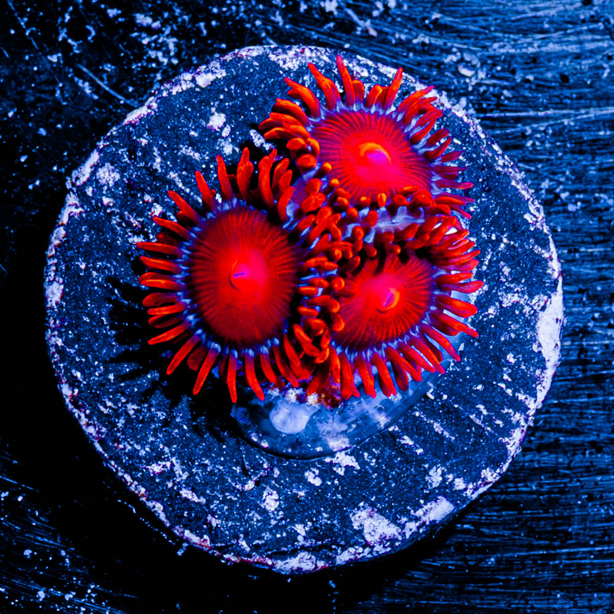 Bam Bam Zoanthid 